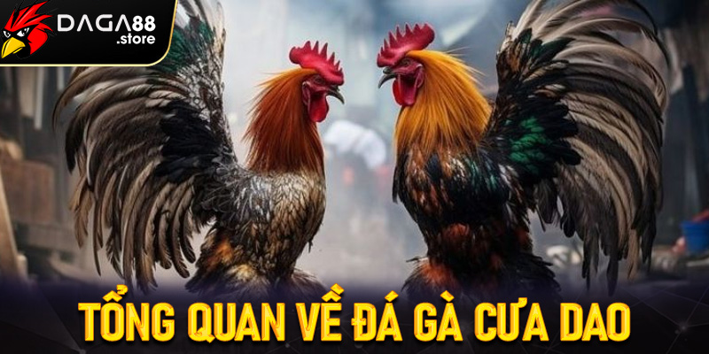 Tổng quan về đá gà cưa dao