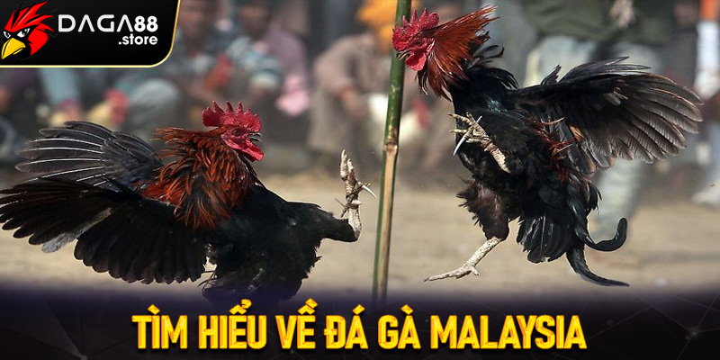 Tìm hiểu về Đá Gà Malaysia
