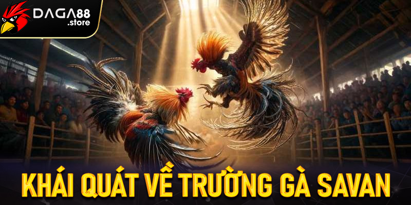 Khái quát về trường gà savan