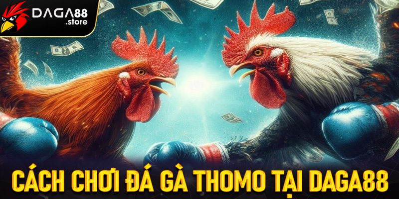 Cách Chơi Đá Gà Thomo Tại Daga88