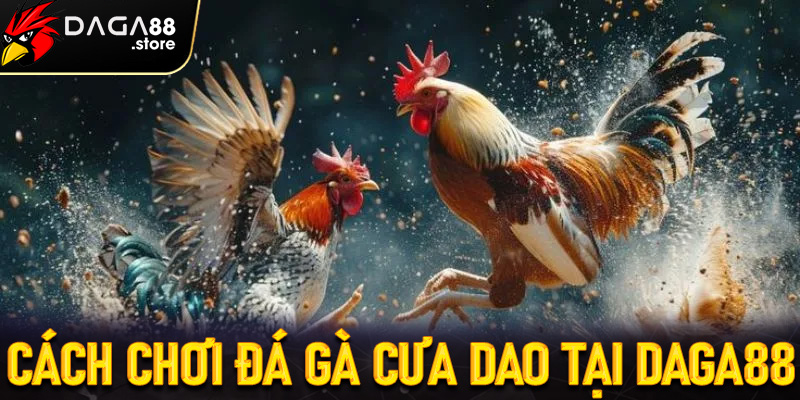Cách chơi đá gà cưa dao tại Daga88