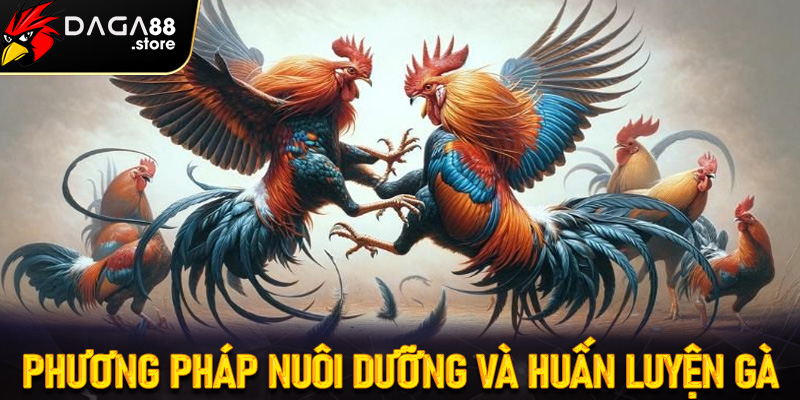 Các phương pháp nuôi dưỡng và huấn luyện gà nòi