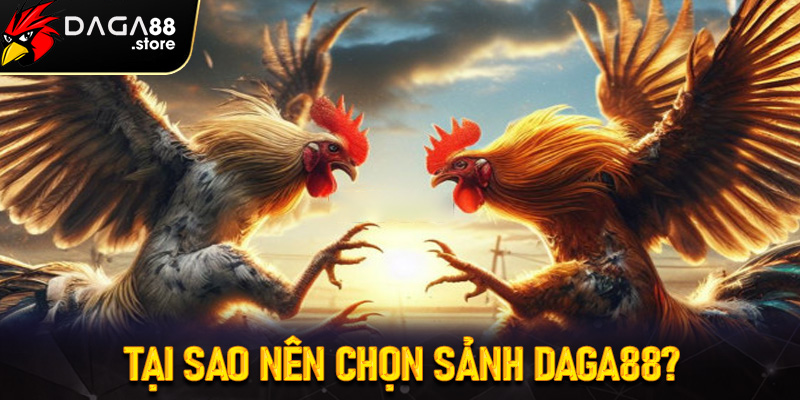 Tại sao nên chọn sảnh Daga88 cho đá gà Campuchia?