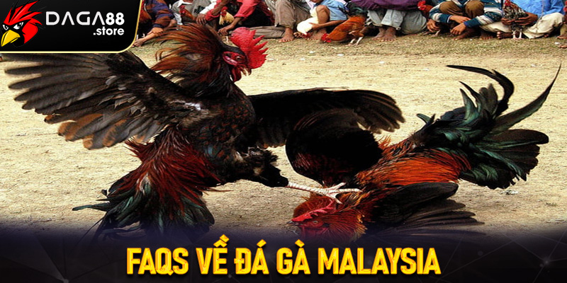 FAQs về Đá Gà Malaysia