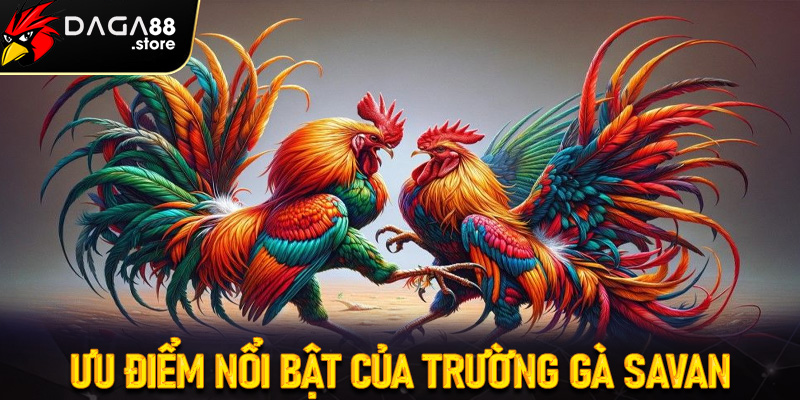Các đặc điểm chính của trại gà chọi savan