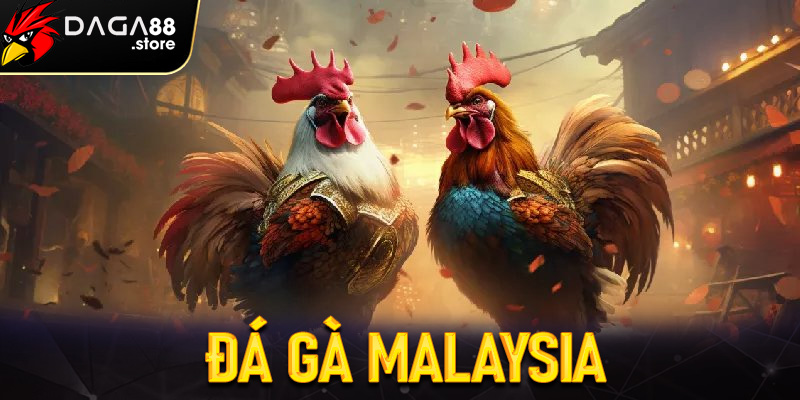 Đá gà malaysia